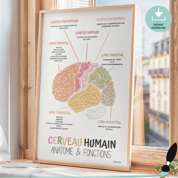 Brain Anatomy Poster In French, Therapy Office Decor, Human Brain Wall Art, School Counselor, Occupational Therapy And Psychologist- Wall Art Print, 8x12 UNFRAMED