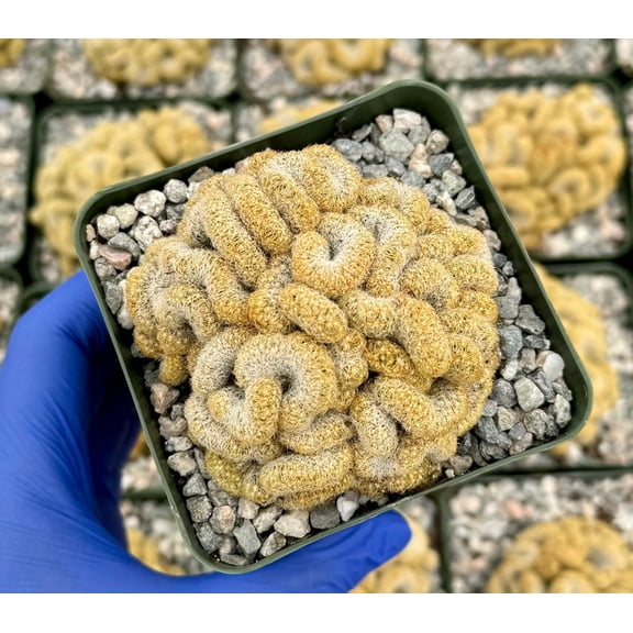 Brain Cactus Live Plant in 4" Pot - Mammillaria Elongata Cristata, Crested Cactus, Easy Care Succulent Houseplant