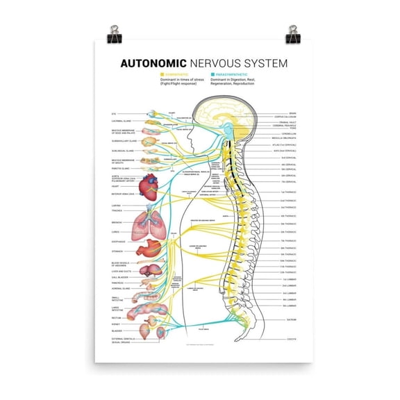 Brain and Central Nervous System Poster Canvas Painting Autonomic ANS Anatomy Chart Sympathetic Parasympathetic Pathways Medical Art for Clinic Office