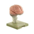 thumbnail image 1 of Brain Demonstration Model, 1 of 2