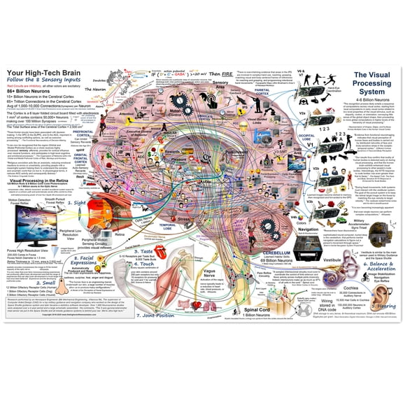 Brain Function Infographic Poster Wall Art - Higt-Tech Brain Chart Body Structure Decor, Unframed Gallery Canvas Print Painting Home Decor for Office Home Living Room Bedroom,White,15.7 X23.6 inch