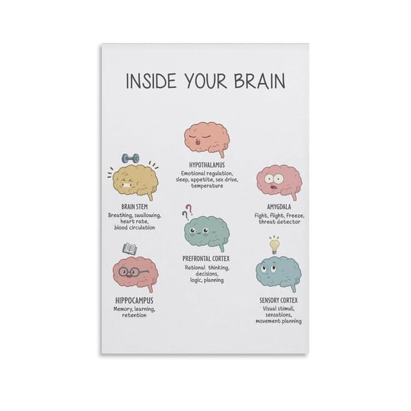 Brain Functions, The Human Brain Poster, Brain Model, Therapy Office Decor, Brain Anatomy For Home School Office Decor