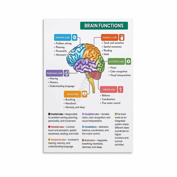 Brain Lobes And Their Functions Classroom Educational Poster (1) Canvas Painting Wall Art