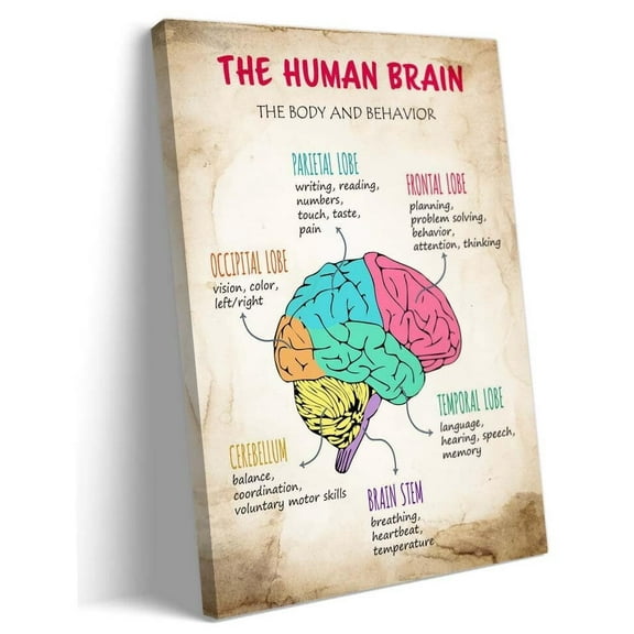 Brain Lobes Functions Therapy Wall Art The Human Brain Posters Art Deco poster
