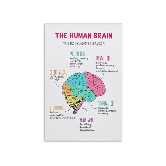 Brain Lobes and Functions Anatomy Educational Poster Psychology Chart ...