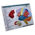 thumbnail image 1 of Brain Model  Puzzle: Anatomy  Functional Areas of the Brain, 1 of 1