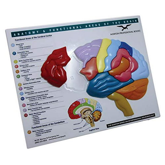 Brain Model Puzzle: Anatomy Functional Areas of the Brain