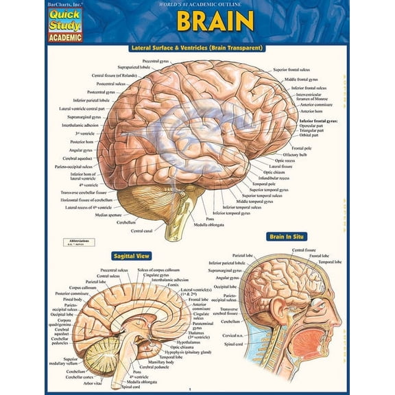 Brain (Other)