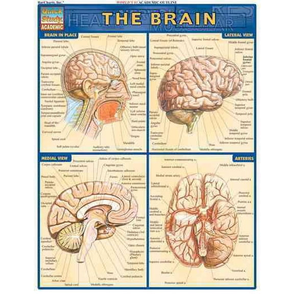 Brain (Other)