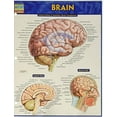 thumbnail image 1 of Pre-Owned Brain (Quick Study Academic), 9781423233213, 1423233212, Paperback, 1 edition, 1 of 1