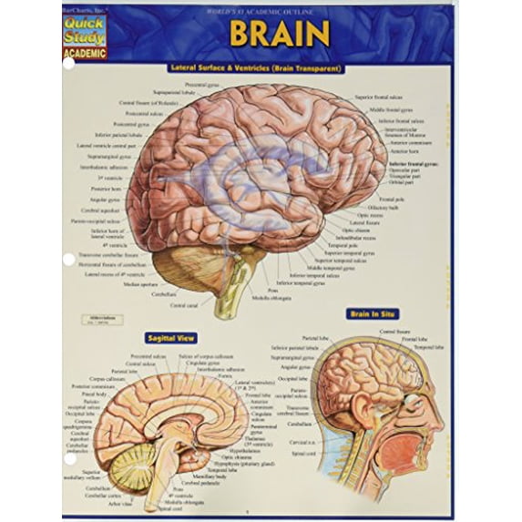Pre-Owned Brain (Quick Study Academic), 9781423233213, 1423233212, Paperback, 1 edition