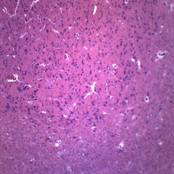 Brain Section, Mammal - Prepared Microscope Slide - 75 x 25mm - Biology & Microscopy - Eisco Labs
