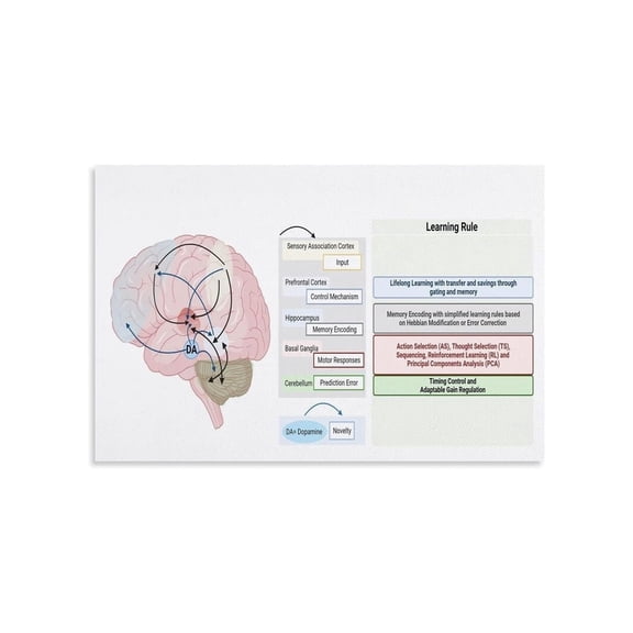 Brain Study Neural Science Educational Poster Classroom Research Therapy Room Decor Visual Guide Canvas Wall Art For Living Room Bedroom