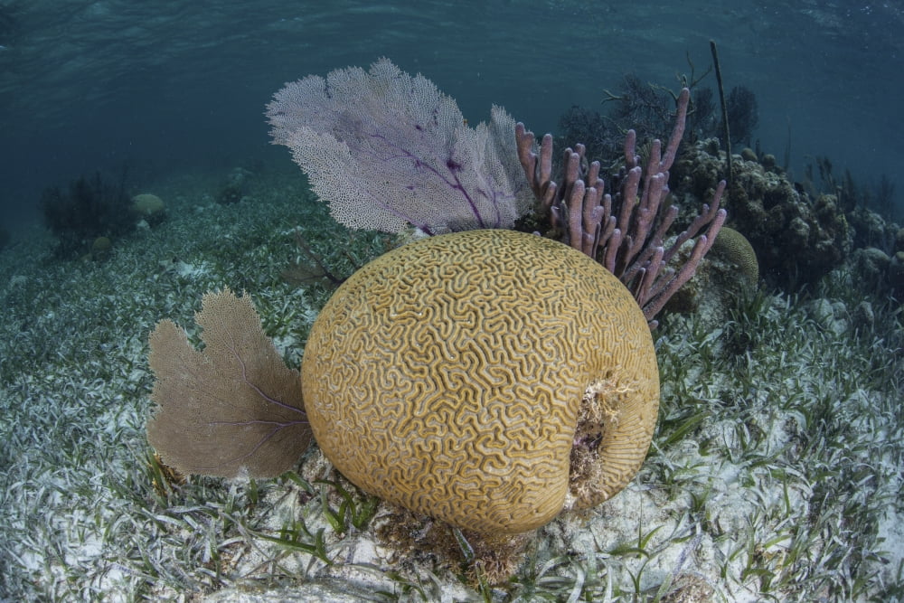 Brain coral and gorgonians grow off Turneffe Atoll in Belize Canvas Art - Ethan DanielsStocktrek Images (34 x 23)
