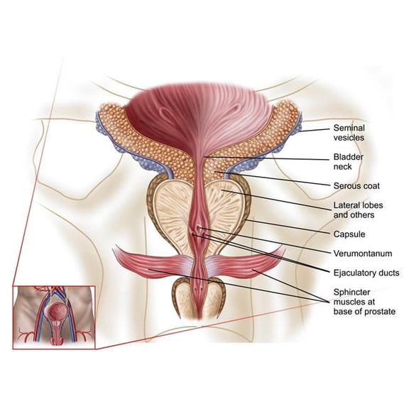 BrainBoosters Anatomy of Prostate Gland 16" x 12" Poster
