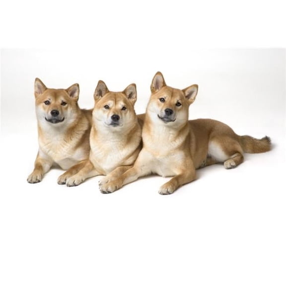 BrainBoosters Artist Three Shiba Inu Dogs 17" x 11" Poster