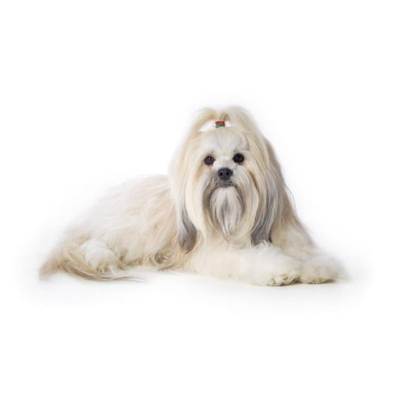 BrainBoosters Corey Hochachka Lhasa Apso 34" x 22" Poster