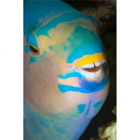 BrainBoosters Dave Fleetham Sleeping Three Color Parrotfish 24" x 38" Poster