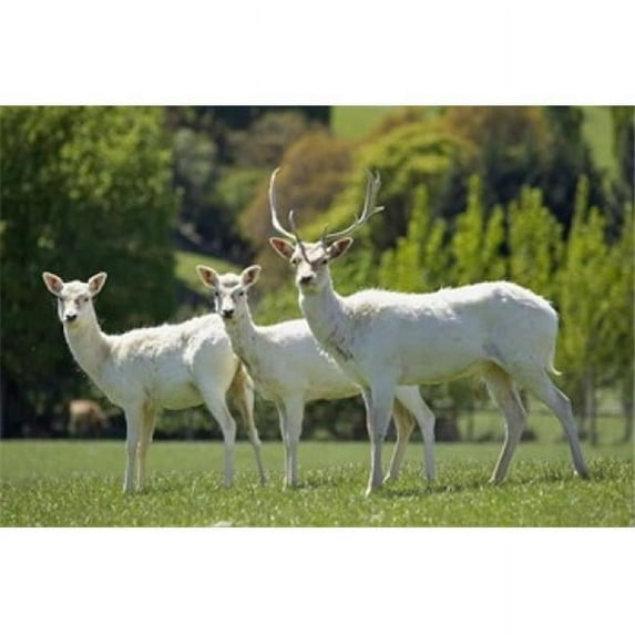 BrainBoosters David Wall White Fallow Deer Near Queenstown Otago South Island New Zealand 22.62” x 34” Poster