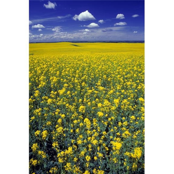 BrainBoosters Field of Canola 22" x 34" Poster
