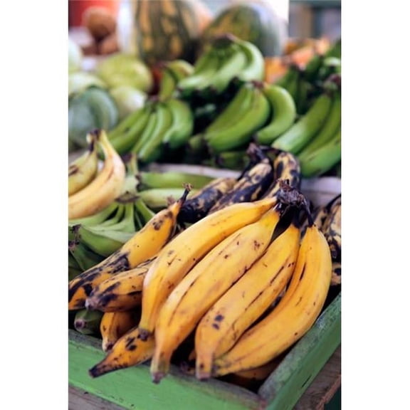 BrainBoosters Kymri Wilt Fresh Bananas at the Local Market in St Johns Antigua 19 x 29 Poster