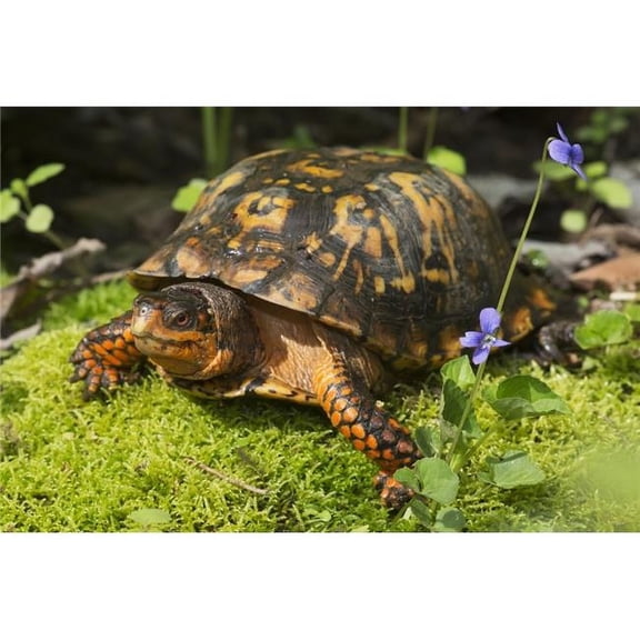 BrainBoosters Lynn Stone Eastern Box Turtle On Sphagnum Moss 38" x 24" Poster