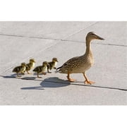 BrainBoosters Mallard Hen and Ducklings in Madison Wisconsin 26 x 18 Framed Poster