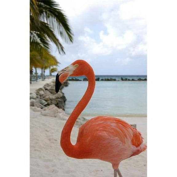 BrainBoosters Pink Flamingo on Renaissance Island Aruba Caribbean 18" x 27" Framed Poster