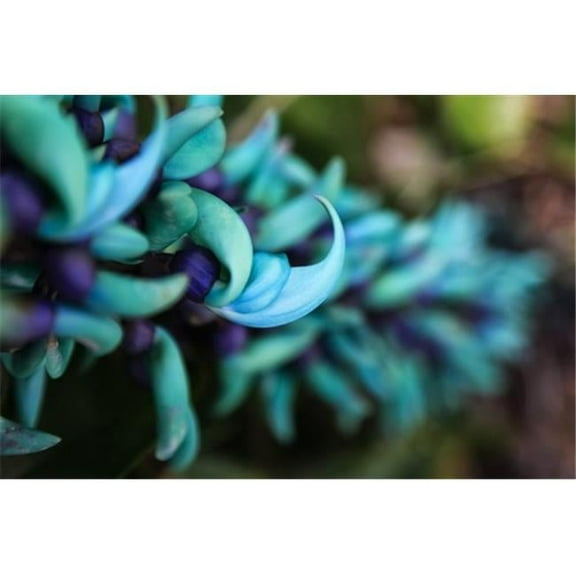 BrainBoosters Scott Mead Blue Jade Plant with Purple Flowers 19 x 12 inches Poster