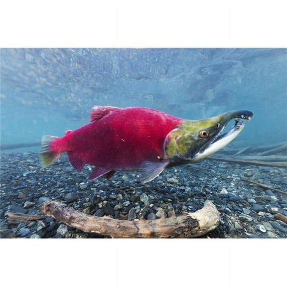 BrainBoosters Underwater View of A Male Sockeye Salmon in Power Creek 38" x 24" Poster