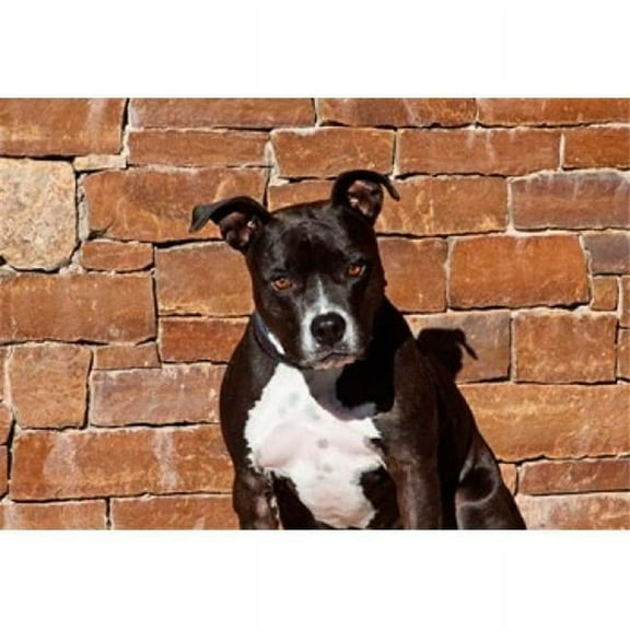 BrainBoosters Zandria Muench Beraldo American Staffordshire Terrier Dog 24" x 17" Poster