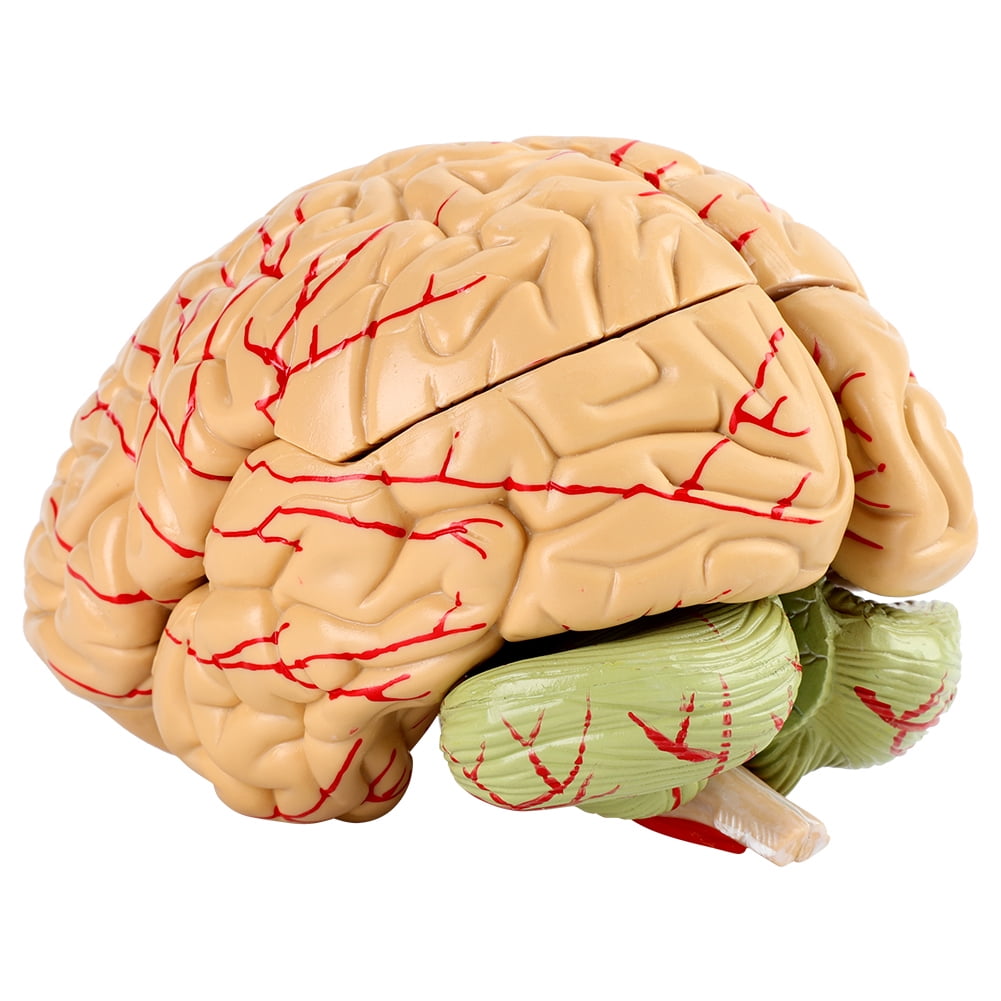 Brains Models, Life Size Model Brain Model Arterial Supply Hands On