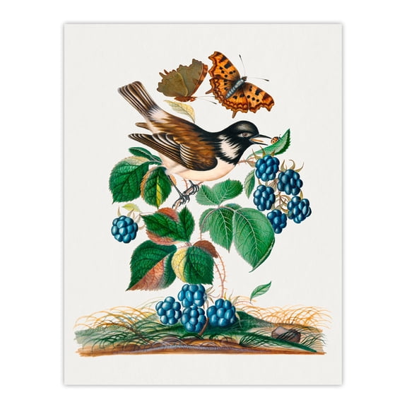 Bramble Rubus Starling and Butterflies Bolton Wall Art Poster Print