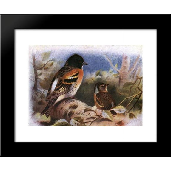 Brambling 20x24 Framed Art Print by Archibald Thorburn