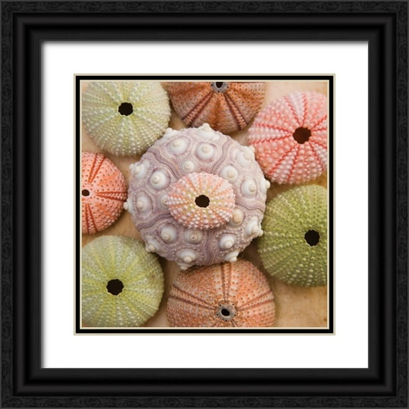 Bramwell 15x15 Black Ornate Wood Framed with Double Matting Museum Art Print Titled - Sea Urchin Group