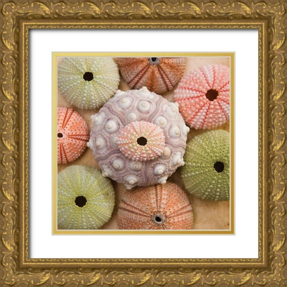Bramwell 15x15 Gold Ornate Wood Framed with Double Matting Museum Art Print Titled - Sea Urchin Group
