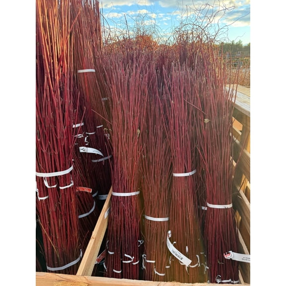 Branch, Red Twig Dogwood, 1.5-2' (15 Branches/Bunch, 10 Bunches/Bundle) Pack of 10