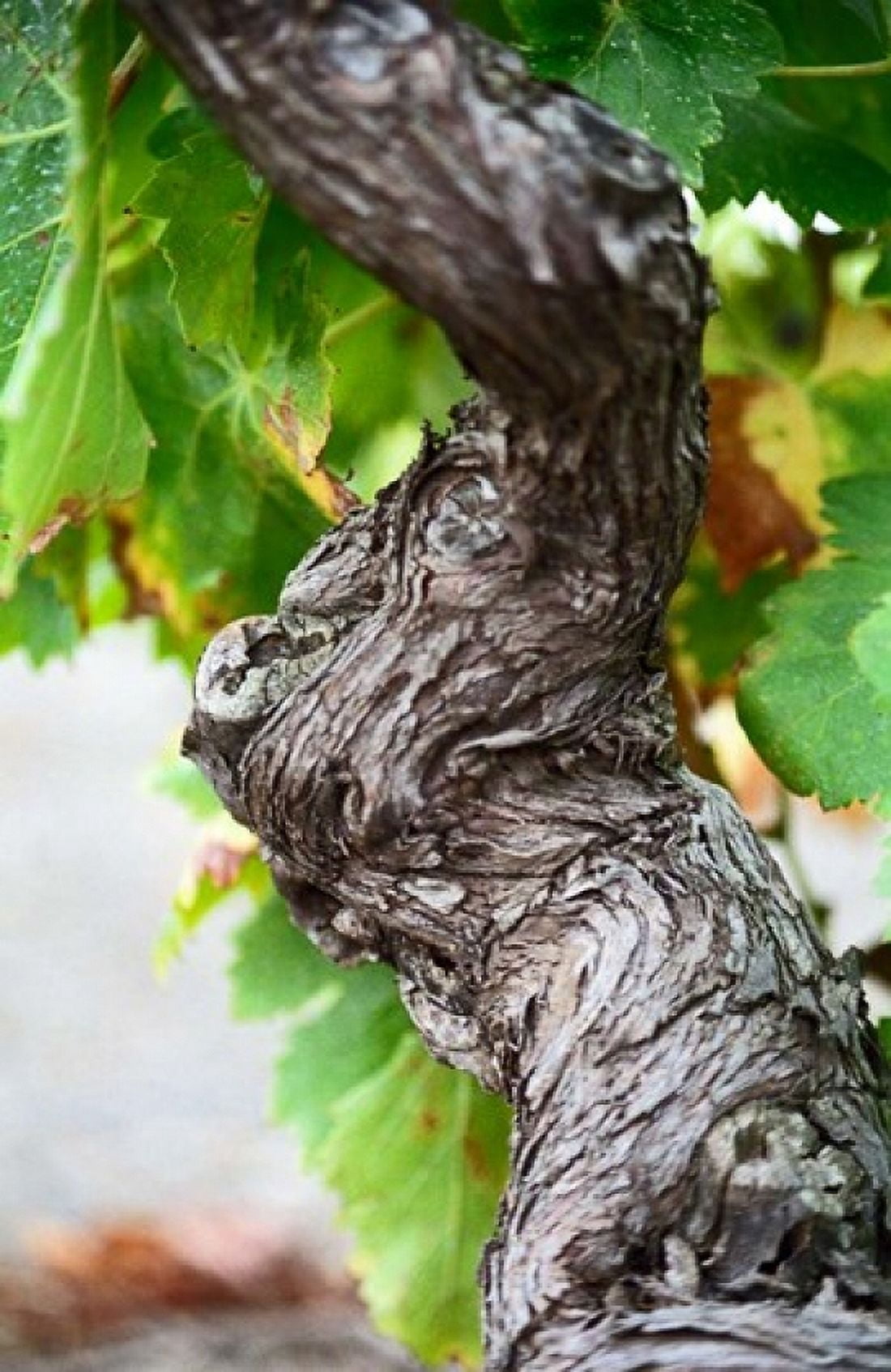Branch of Old Vine with Gnarled Bark Canvas Art - Per Karlsson DanitaDelimont (19 x 28)