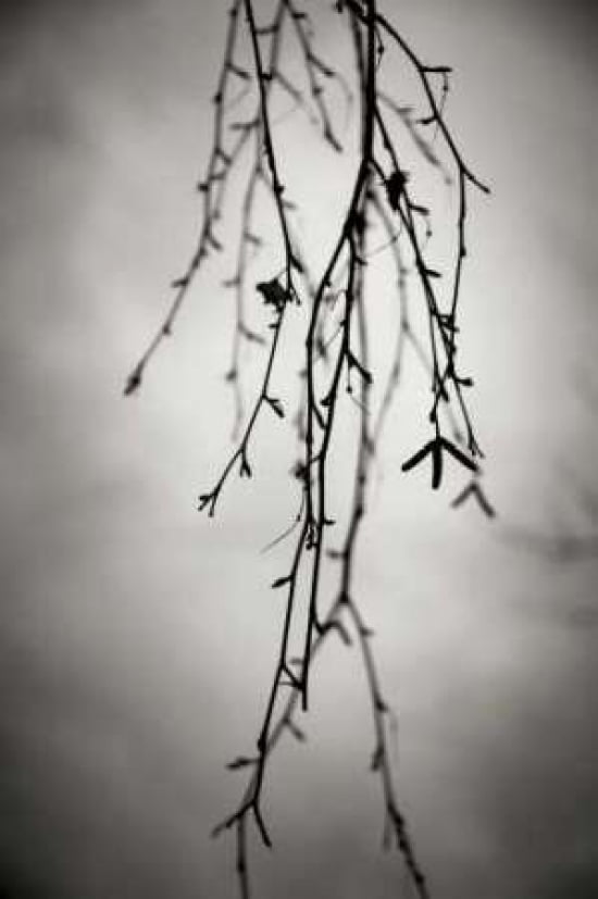 Branches I Canvas Art - Beth Wold (12 x 18)