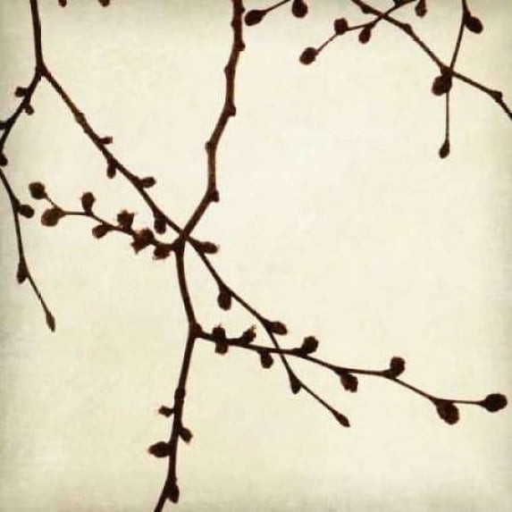 Branches I Poster Print by Amy Melious (24 x 24)