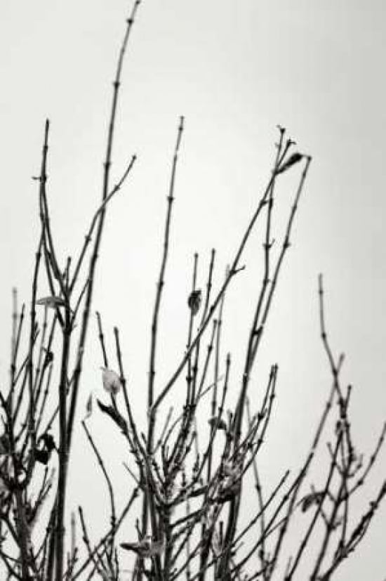 Branches II Canvas Art - Beth Wold (12 x 18)