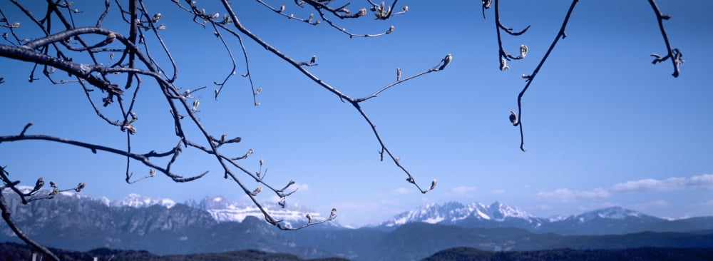 Branches of tree with mountain range in the background Dolomites Bolzano Italy Canvas Art - Panoramic Images (27 x 9)