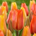 thumbnail image 1 of Garden State Bulb Single Late El Nino Tulip Flower Bulbs, 12/+ cm (Bag of 250), 1 of 8