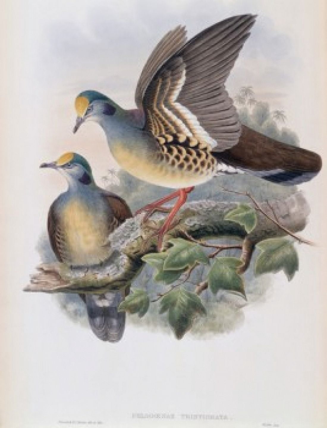 Branded Pigeon John Gould (1804-1881 British) Canvas Art - John Gould (18 x 24)