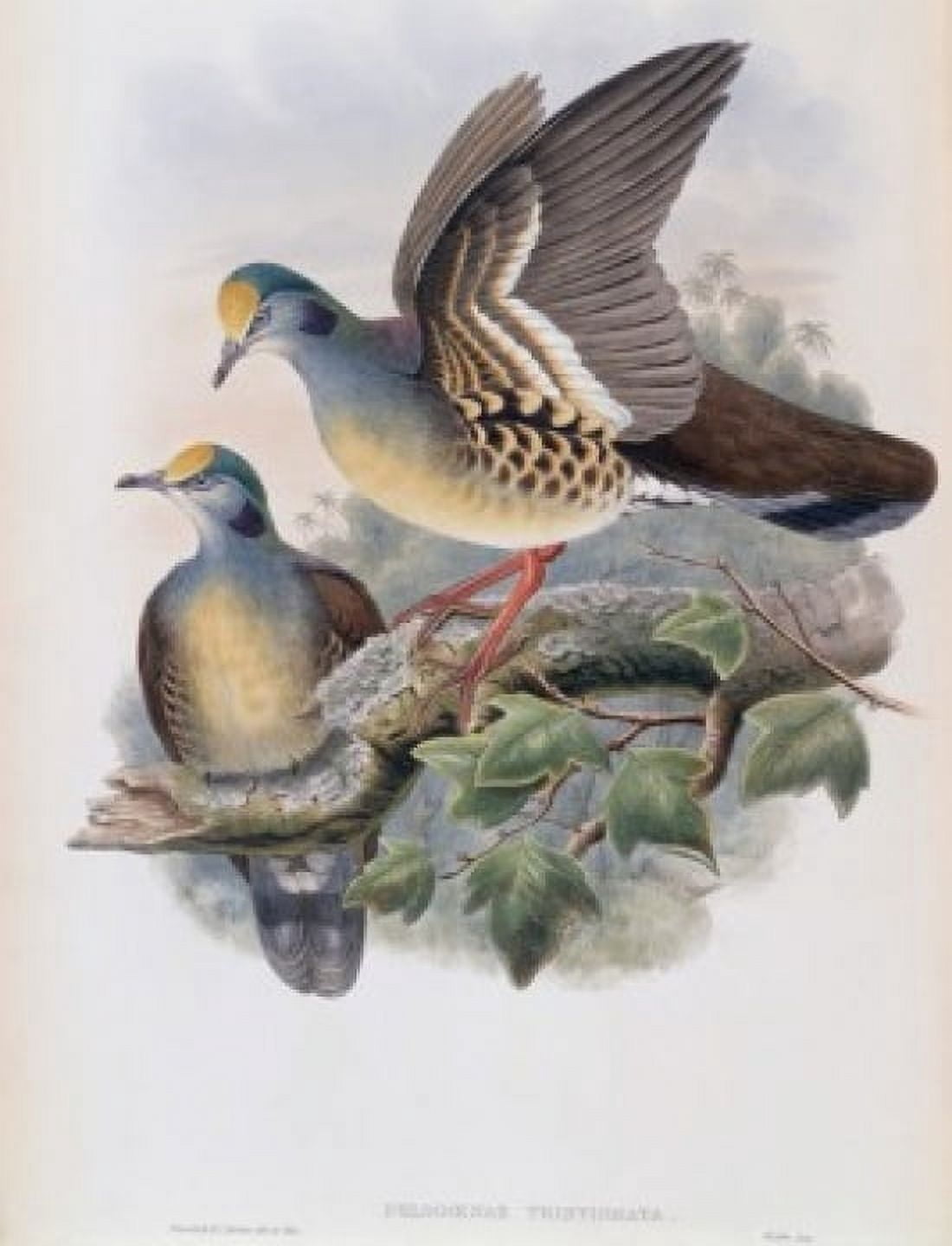 Branded Pigeon John Gould (1804-1881 British) Canvas Art - John Gould (24 x 36)