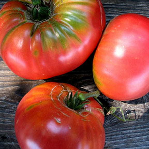 Brandymaster Pink F1 Hybrid Tomato ~25 Seeds - Hybrid F1 - Vegetable Gardening Seeds - Non-GMO - Solanum lycopersicum
