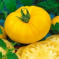 thumbnail image 1 of Brandymaster Yellow F1 Hybrid Tomato Seeds - 300 Mg Packet ~70 Seeds - Non-GMO, F1 Hybrid - Vegetable Garden - Lycopersicon esculentum, 1 of 1
