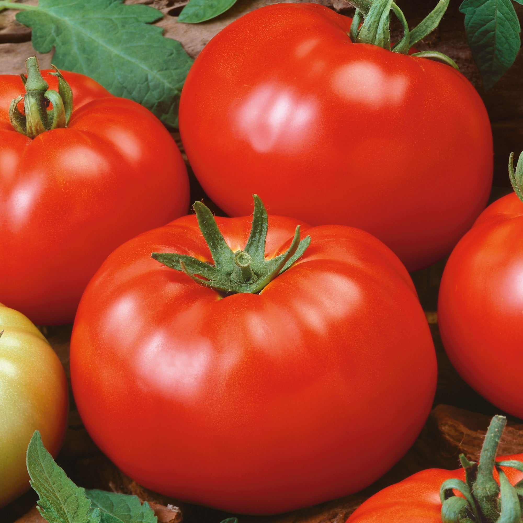 Brandywine Red Tomato (Potato Leaf) 1 Lb ~190,080 Seeds – Heirloom, Non-GMO – High Yield – Rich, Classic Flavor – Great for Gardens & Containers – Open-Pollinated & Easy to Grow