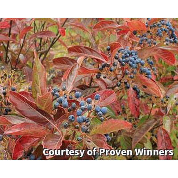 Brandywine Viburnum - 3 Gallon Shrub