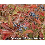 Brandywine Viburnum - 3 Gallon Shrub